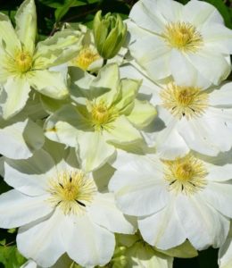 guernsey-cream_2