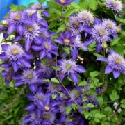 multi-blue_2