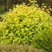 Dart's Gold_2