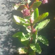 Carl_2