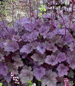 Frosted Violet Frosted Violet