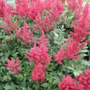 MONTGOMERY_3