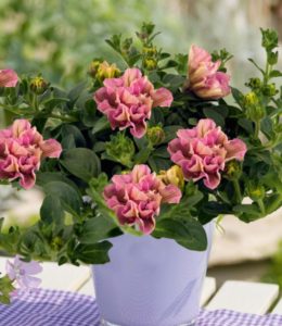 Colour Bells Light Rose Bell