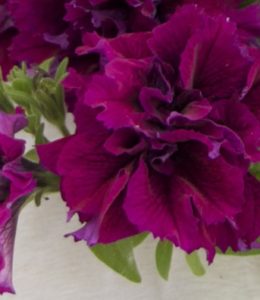 colour-bells-purple-compact
