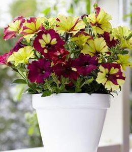 Crazytunia Sparky_2