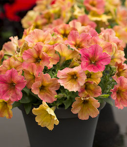 Crazytunia Terracotta