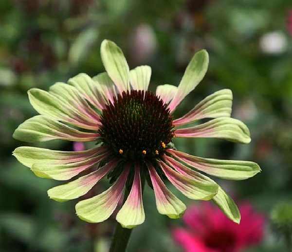 Green Envy_2
