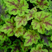 x Heucherella 'Solar Power'