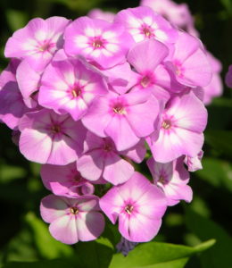 Pink Lady Pink Lady