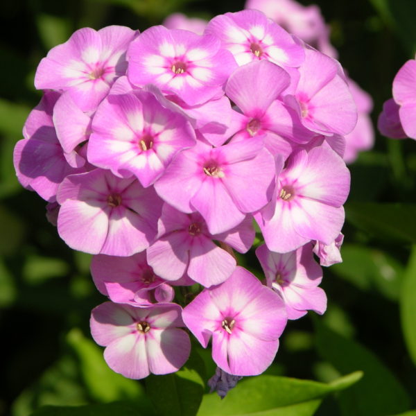 Pink Lady
