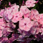 Pink Lady_2