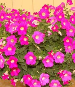 Blanket Rose