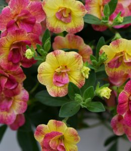 Chameleon Double Pink Yellow