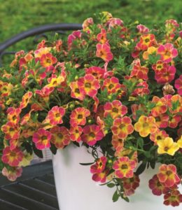 Chameleon Sunshine Berry