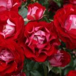 Kordes. Rose der Einheit (Новинка 2016)