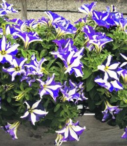 Starlight Blue
