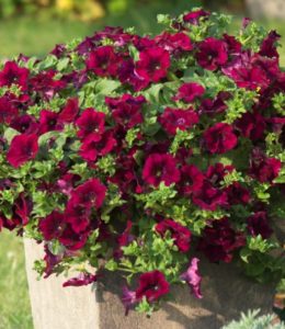 Surfinia Burgundy