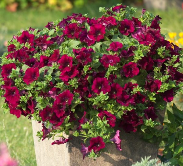 Surfinia Burgundy