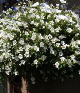 Surfinia Table White