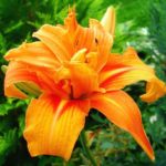 Лилейник махровый Эприкот Бьюти (Apricot Beauty )