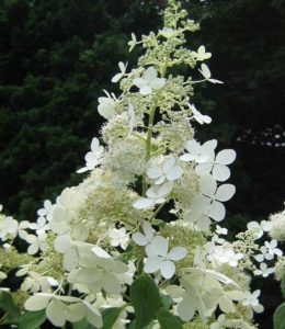Brussels Lace