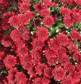 Branfortune Red