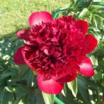 Пион молочноцветковый Ред Шарм (Red Charm)