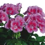 Пеларгония зональная Flower fairy rose (№20)