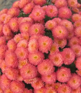 Gigi Coral