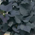Ипомея батат Ipsum Black Tone