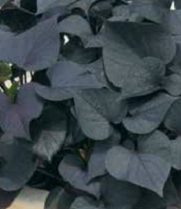 Ipsum Black Tone