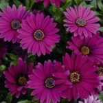Остеоcпермум Maseru Purple (№232)