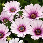 Остеоcпермум Purple Illumination (№289)