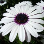 Остеоспермум White KLEOE10179 (№ 346)