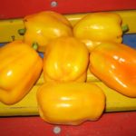 Перец Золотой телец (№15)