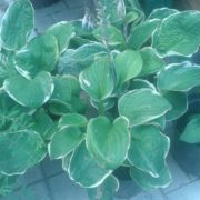 IMG-20150730-WA0012