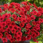 Сурфиния Table Dark Red