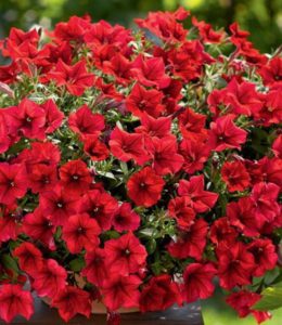 Сурфиния Table Dark Red