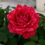 Роза Ред Интуишен (Red Intuition, ч-гибрид.)