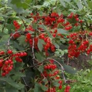 Красный крест Красный крест