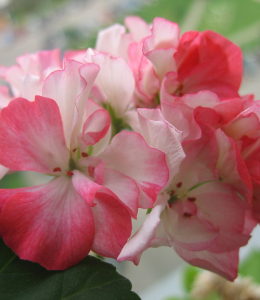 Dusty Rose