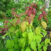 Macrophylla