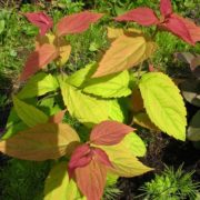 Macrophylla_2