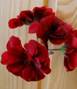 Pelfi Barock_2