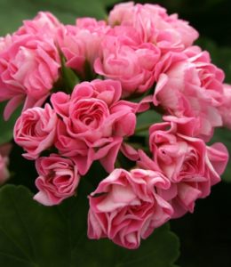 Pink Rambler