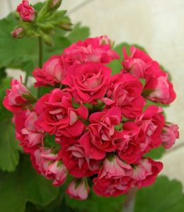 Red Rambler