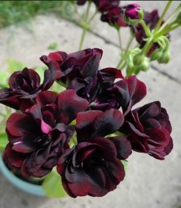 Royal Black Rose_2 Royal Black Rose_2