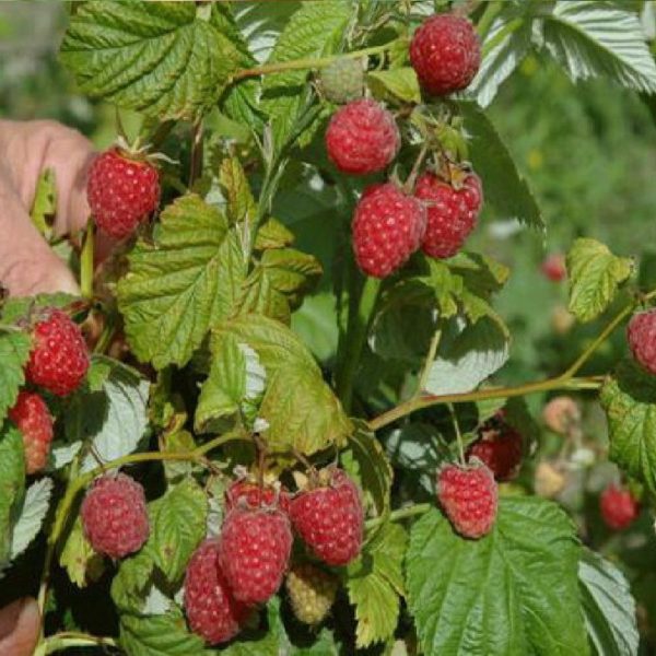 рубиновая
