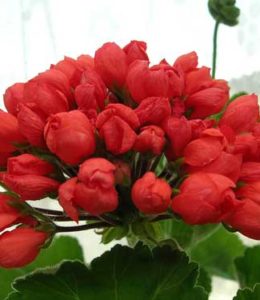 red-pandora red-pandora