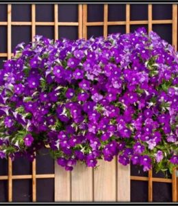 blanket-violet